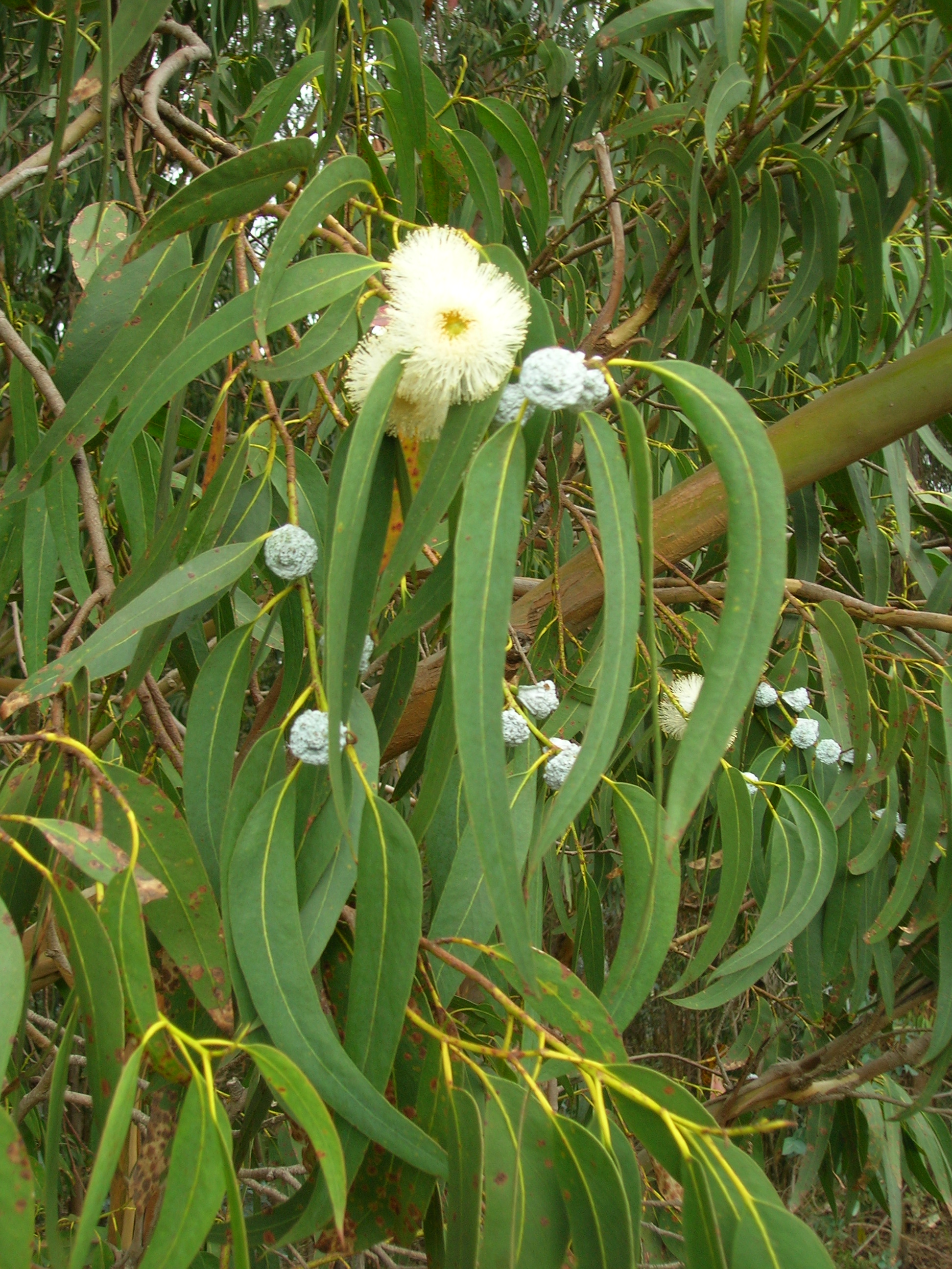 Southern Blue Gum, Tasmanian Blue Gum